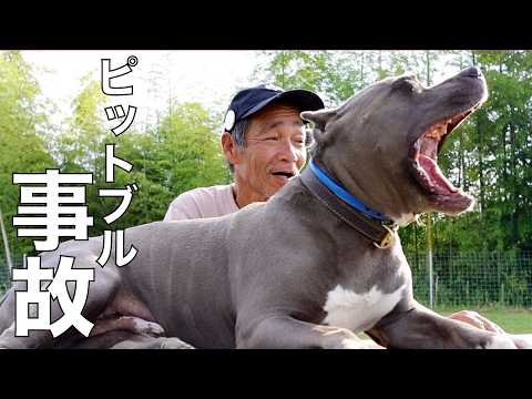 【ピットブル事故】飼い主より繁殖屋を規制するべき！(YouTube)