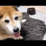 飼い主（父ちゃん）の病気とその後のご報告。(YouTube)
