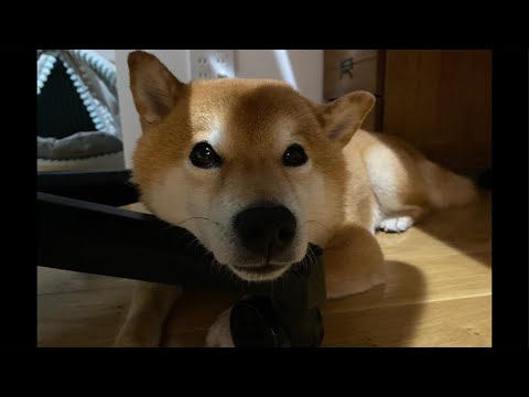 夜のライブ配信📺おつかれたぬぅ(YouTube)
