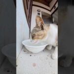水をガブガブ飲んでしゃっくりをする猫 #猫 #ネコ #cat(YouTube)