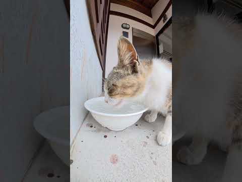 水をガブガブ飲んでしゃっくりをする猫 #猫 #ネコ #cat(YouTube)