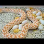 飼い始めたばかりの蛇が卵を産んでいた！(YouTube)