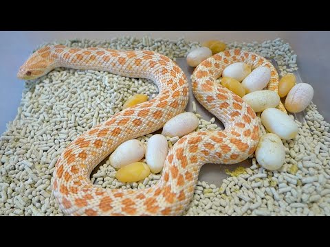 飼い始めたばかりの蛇が卵を産んでいた！(YouTube)