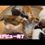 遂に大皿デビューできました  感無量です ムック モグ ヤー ユー   2025 06 01 1(YouTube)