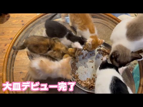 遂に大皿デビューできました  感無量です ムック モグ ヤー ユー   2025 06 01 1(YouTube)