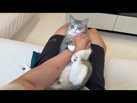 テレビ見てると甘えんぼ猫が「こっち見て」と腕を掴んで離してくれないので困ってます…(YouTube)