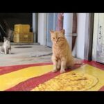 感動猫動画 のライブ配信(YouTube)