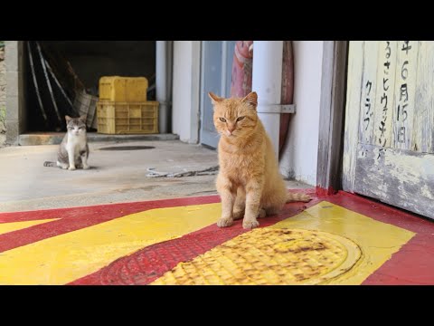 感動猫動画 のライブ配信(YouTube)