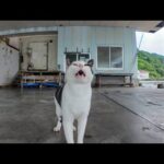 【雨の日の癒し】漁港の屋根下で雨宿りする猫にそっと寄り添ってみた☔🐱(YouTube)