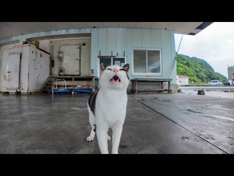 【雨の日の癒し】漁港の屋根下で雨宿りする猫にそっと寄り添ってみた☔🐱(YouTube)