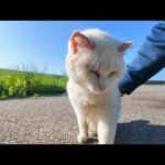 警戒心MAXの白猫地帯で、唯一の癒しをくれる猫がこちらです(YouTube)