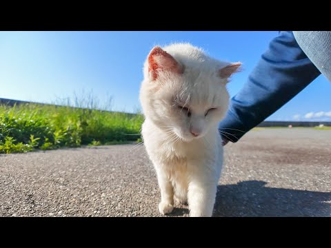 警戒心MAXの白猫地帯で、唯一の癒しをくれる猫がこちらです(YouTube)