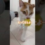 おもちゃを持ってきてくれる賢い猫 #shorts(YouTube)