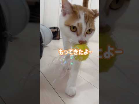 おもちゃを持ってきてくれる賢い猫 #shorts(YouTube)