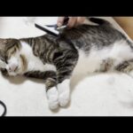 100均のブラシが万能すぎてお気に入りになる猫(YouTube)
