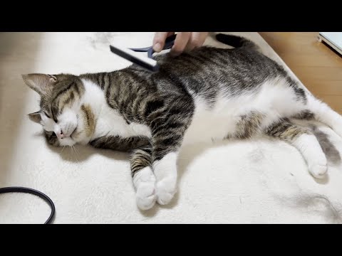 100均のブラシが万能すぎてお気に入りになる猫(YouTube)