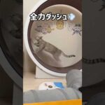 夜に全力ダッシュを見せてくれるマロちゃん！ #shorts(YouTube)
