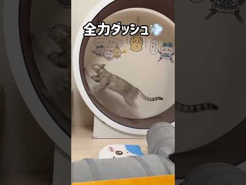 夜に全力ダッシュを見せてくれるマロちゃん！ #shorts(YouTube)