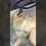 若かりし頃のあちゃし(2017年9月): スタッフ秘蔵映像 #ゴールデンレトリバー #goldenretriever #癒し(YouTube)