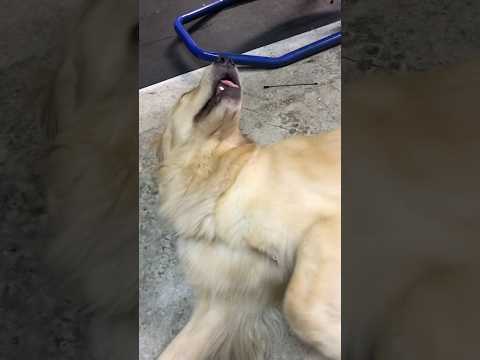 若かりし頃のあちゃし(2017年9月): スタッフ秘蔵映像 #ゴールデンレトリバー #goldenretriever #癒し(YouTube)