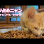 独り占めニャン  泥の中からレスキューされたモグ   2025 06 27 1  根性で復旧させましたがいつアウトか冷や冷やです(YouTube)