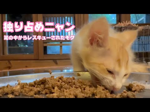 独り占めニャン  泥の中からレスキューされたモグ   2025 06 27 1  根性で復旧させましたがいつアウトか冷や冷やです(YouTube)
