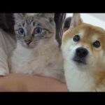 柴犬と一緒に猫と過ごす最後の夜‥涙が止まりませんでした。(YouTube)