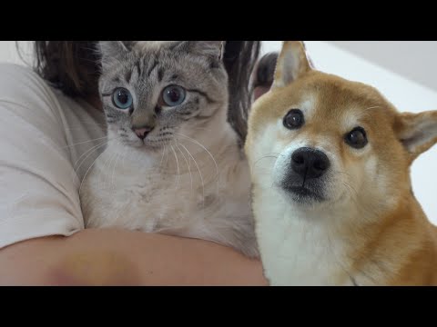 柴犬と一緒に猫と過ごす最後の夜‥涙が止まりませんでした。(YouTube)