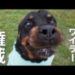 【ロットワイラー】権蔵くんとぶらり散歩(YouTube)