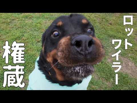 【ロットワイラー】権蔵くんとぶらり散歩(YouTube)