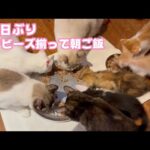 3日ぶりにチビーズ揃って朝ご飯ニャリ    2025 06 07 1(YouTube)