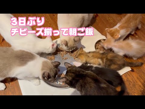 3日ぶりにチビーズ揃って朝ご飯ニャリ    2025 06 07 1(YouTube)