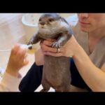 実は頭のにおいフェチだったカワウソ An otter that actually had a fetish for head odors.(YouTube)