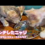 ランチしたニャリ  泥の中からレスキューされたモグ  と～さんは疲れ果てましたwww　2025 06 27 2(YouTube)