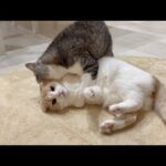 夜中に兄の愛情が爆発してしまって困ってた弟がこうなってましたw(YouTube)