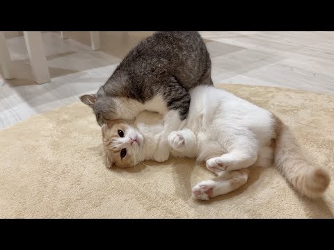 夜中に兄の愛情が爆発してしまって困ってた弟がこうなってましたw(YouTube)
