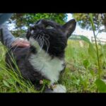 草むらで寝ていた猫を撫でたら…まさかの反応に癒された！🐾(YouTube)