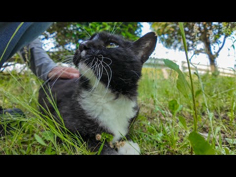草むらで寝ていた猫を撫でたら…まさかの反応に癒された！🐾(YouTube)