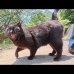 山道のウォーキングで疲れた黒猫がご飯をモリモリと食べる(YouTube)