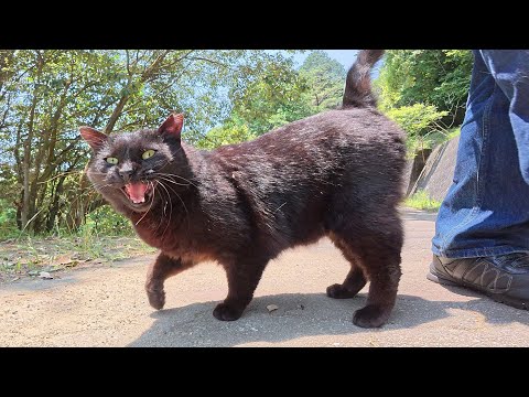 山道のウォーキングで疲れた黒猫がご飯をモリモリと食べる(YouTube)