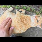 片耳の茶トラ猫をモフっていたら脱力してゴロンとなった(YouTube)