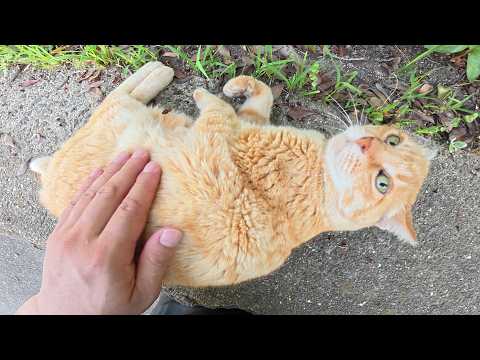 片耳の茶トラ猫をモフっていたら脱力してゴロンとなった(YouTube)