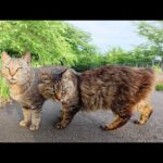怖がりのサビ猫が人懐っこいキジ猫コンビを紹介してくれた(YouTube)