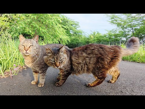 怖がりのサビ猫が人懐っこいキジ猫コンビを紹介してくれた(YouTube)