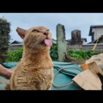 【猫島日記】神社の仲良し猫コンビにちゅ～るあげたら反応がヤバすぎた…！(YouTube)