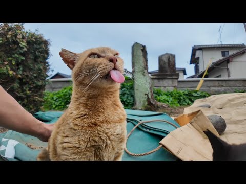 【猫島日記】神社の仲良し猫コンビにちゅ～るあげたら反応がヤバすぎた…！(YouTube)