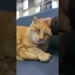 強風でフェリー欠航。待合室には猫が寝ていました #猫(YouTube)