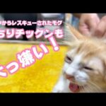 おちりチックンも大っ嫌い！ 泥の中からレスキューされたモグ   2025 06 18 2(YouTube)