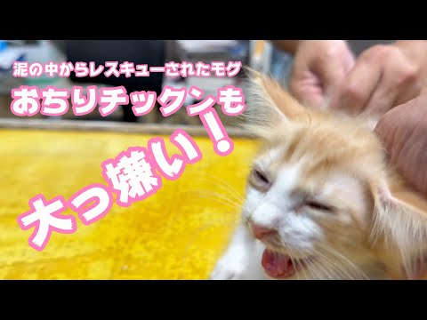 おちりチックンも大っ嫌い！ 泥の中からレスキューされたモグ   2025 06 18 2(YouTube)