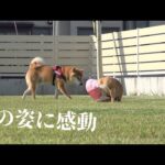 散歩を拒否する柴犬！妹を思いやるその姿に涙が止まりません…【癒しエピソード】(YouTube)